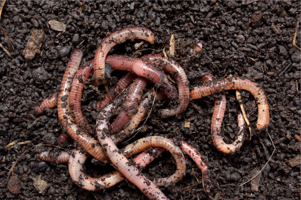Earthworms and other soil life are important for oranic matter and soil health. 