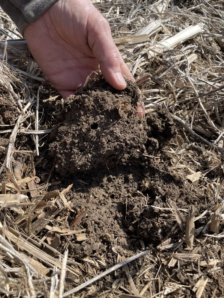 Mike Werling (Allen County SWCD) revealing an earthworm tunnel in the soil of a farm in Harlan, Indiana. No-till and Cover Crops bring soil health and earthworms.