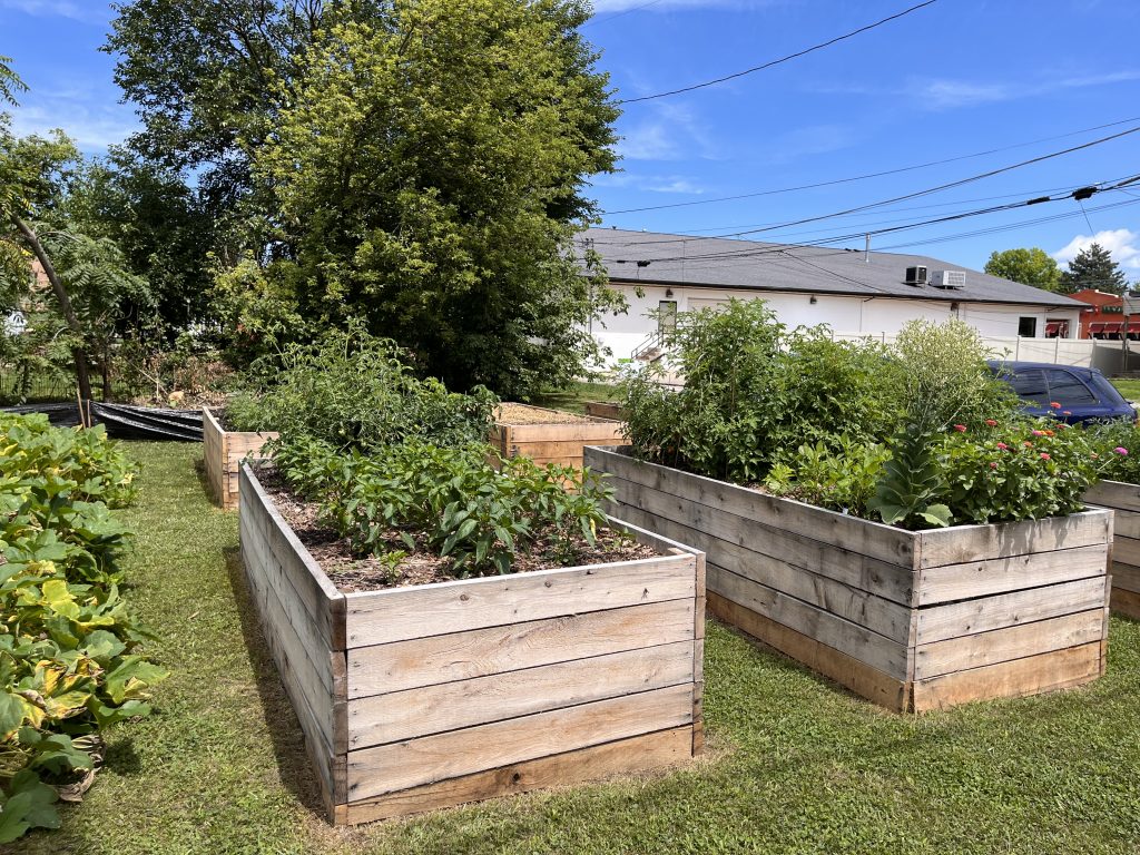 Bloomingdale Gardens in summer 2022. Raised garden beds with peppers, tomatoes, lettuce, zinnias, mulch and cover crops.