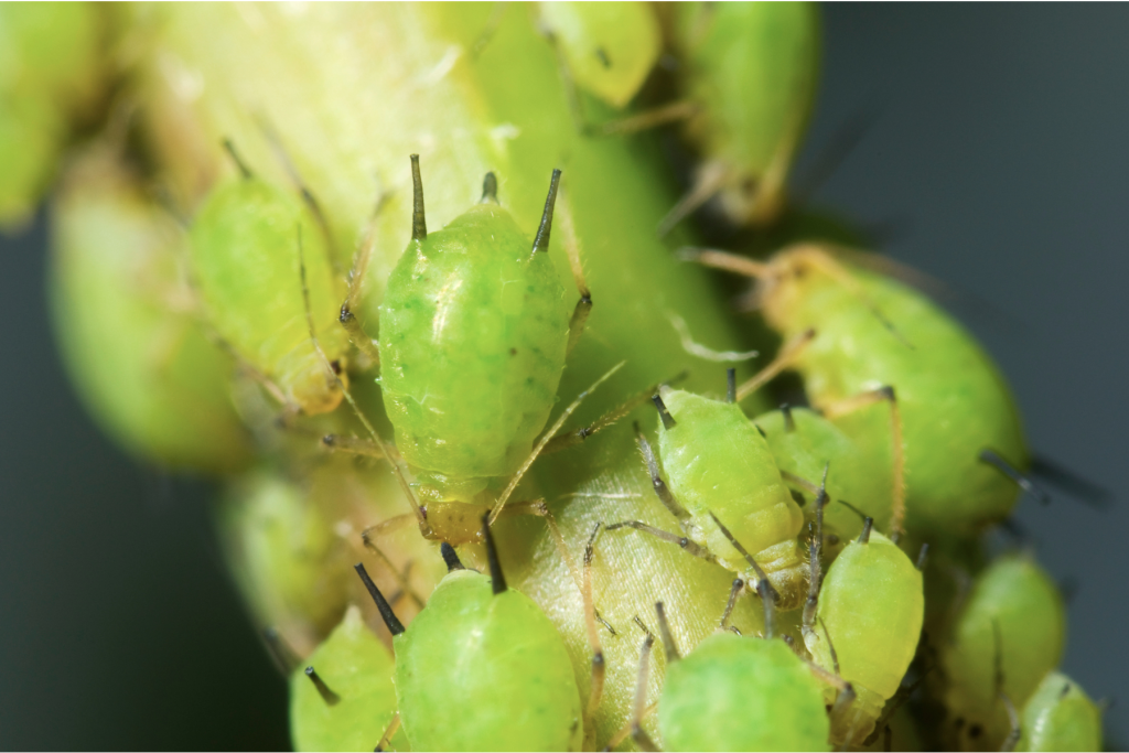 Aphids eating crops. Allen County Soil and Water Conservation District SWCD Integrated Pest Management Webinar.
