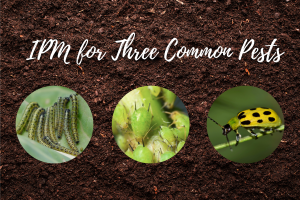 Integrated Pest Management for Three Pesky Insects