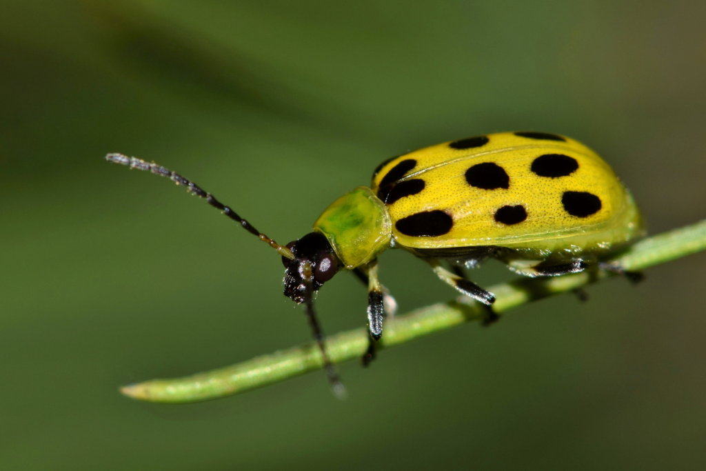 Spotted cucumber beetle. Allen County Soil and Water Conservation District (SWCD) Integrated Pest Management Webinar.